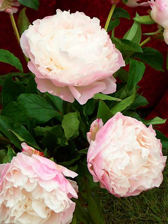 Pojeng 'Gardenia ' õrnroosa- kreemvalge paljasjuurne istik