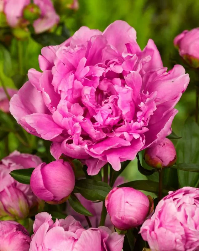 Pojeng "Alexander Fleming"  roosa paljasjuurne istik