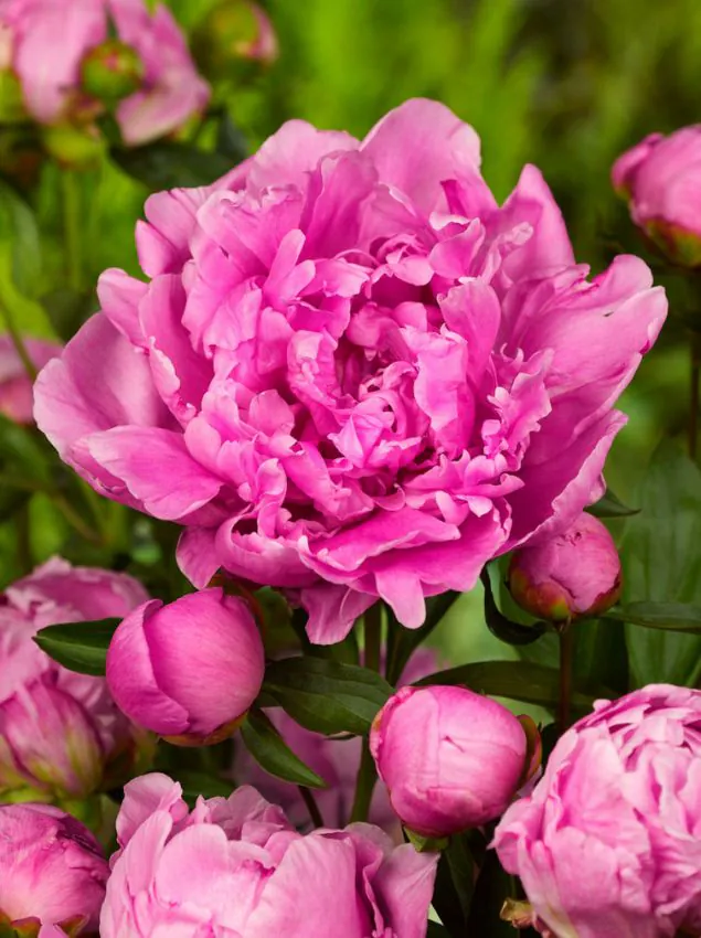 Pojeng "Alexander Fleming" roosa paljasjuurne istik