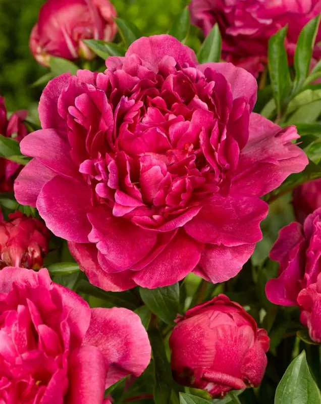 Pojeng ‘Kansas’ punane paljasjuurne istik