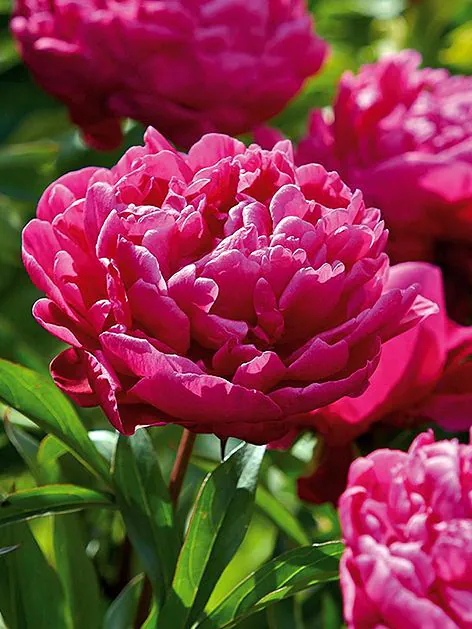 Pojeng ‘Karl Rosenfield’ punane paljasjuurne istik