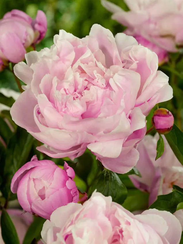 Pojeng 'Lady Alexandra Duff' roosa paljasjuurne istik