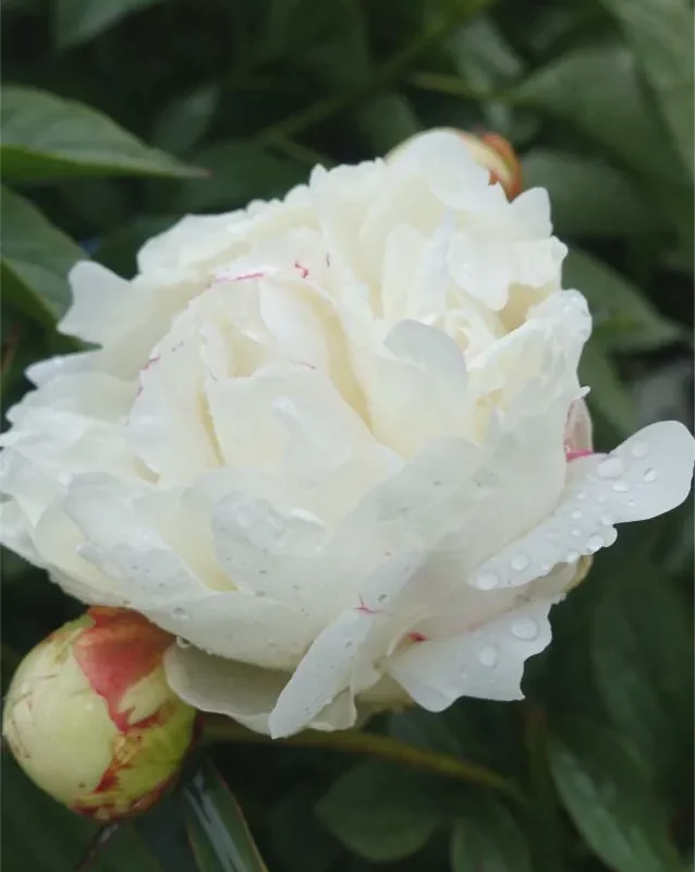 Pojeng ‘Marie Lemoine’ valge paljasjuurne istik