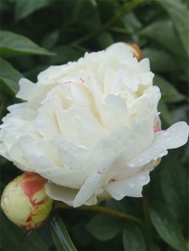 Pojeng ‘Marie Lemoine’ valge paljasjuurne istik