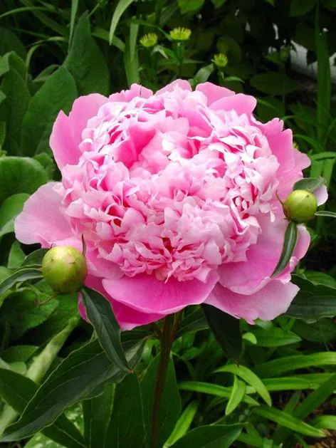 Pojeng ‘Monsiuer Jules Elie’ roosa paljasjuurne istik