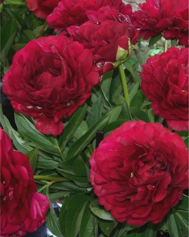 Pojeng ‘Old Faithful’ punane paljasjuurne istik