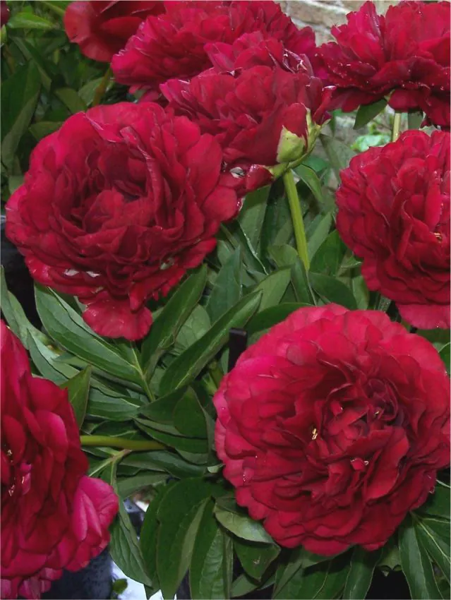 Pojeng ‘Old Faithful’ punane paljasjuurne istik