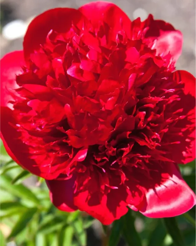 Pojeng ‘Red Charm’ punane paljasjuurne istik