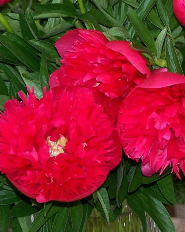 Pojeng ‘Rosea Plena’ paljasjuurne istik