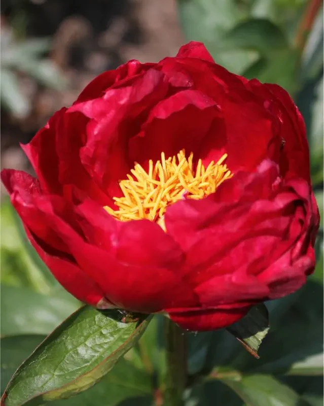 Pojeng ‘Scarlet Heaven’ - Itohi punane paljasjuurne istik