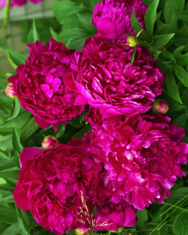 Pojeng ‘Sebastian Maas’ punane paljasjuurne istik