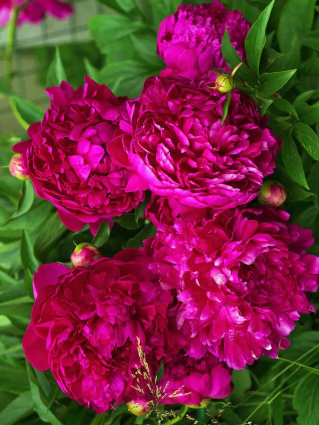 Pojeng ‘Sebastian Maas’ punane paljasjuurne istik