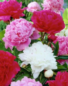 Paeonia_mixed_red-white-pink