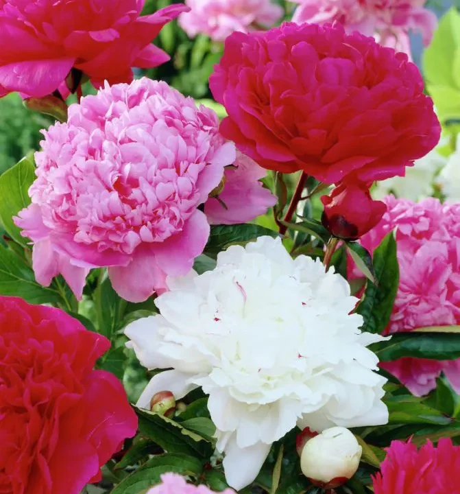 Paeonia_mixed_red-white-pink
