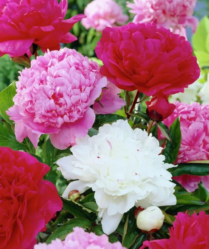 Pojengi Mix 3 paljasjuurset istikut