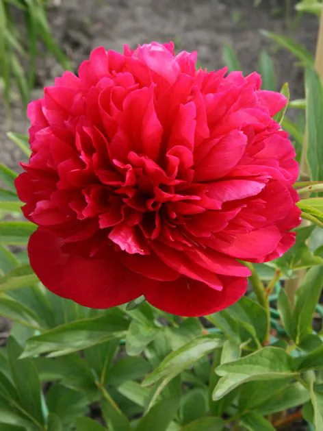 Pojeng ‘Rubra Plena’ punane paljasjuurne istik