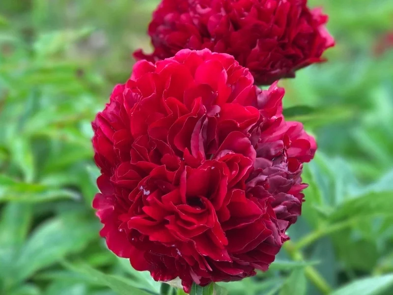 Pojeng ‘Red Grace’ punane paljasjuurne istik