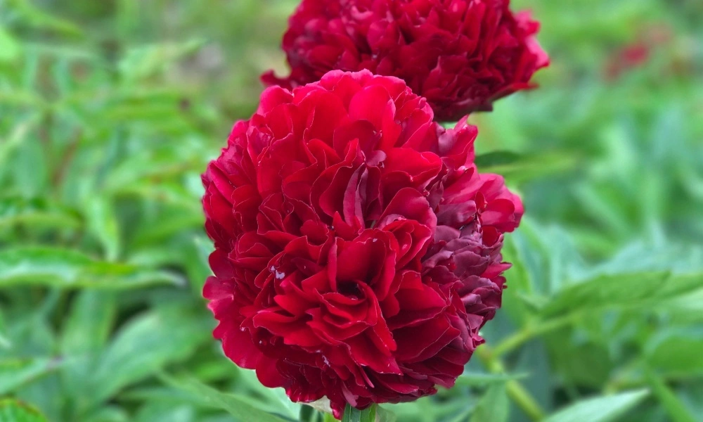 Pojeng ‘Red Grace’ punane paljasjuurne istik