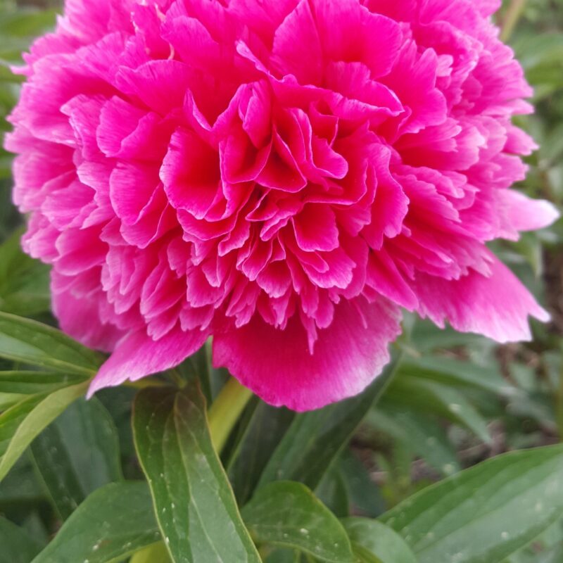 Pojeng ‘Rosea Plena’  paljasjuurne istik