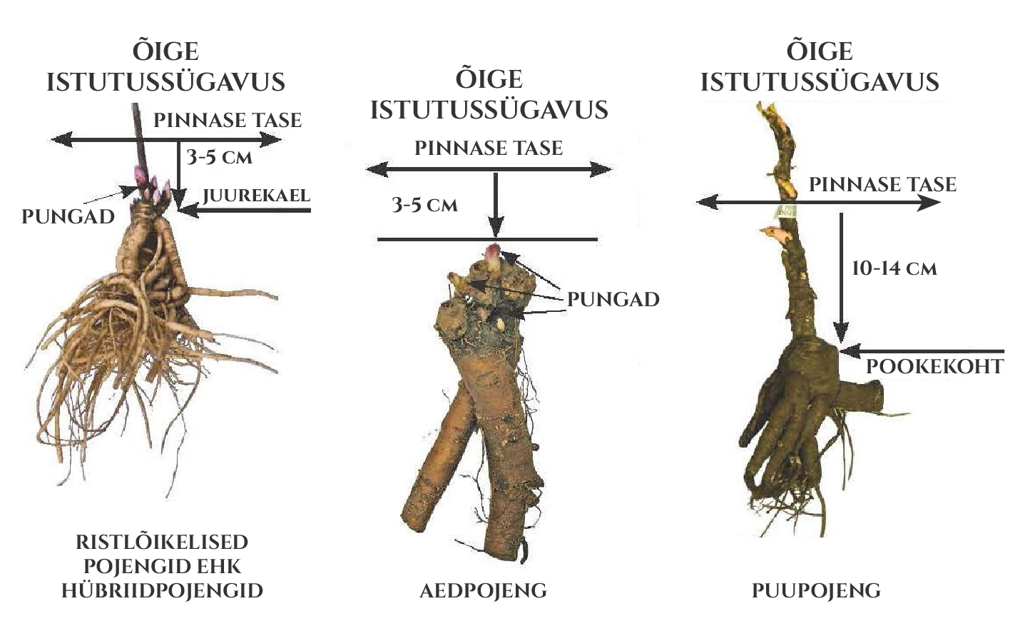 Pojengi istutamise juhend