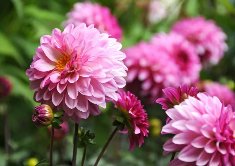 Daalia istikute tellimine e pood