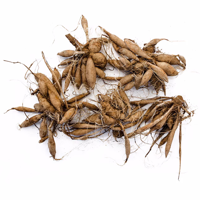 Daalia "Black Jack" 1 tk - Image 2