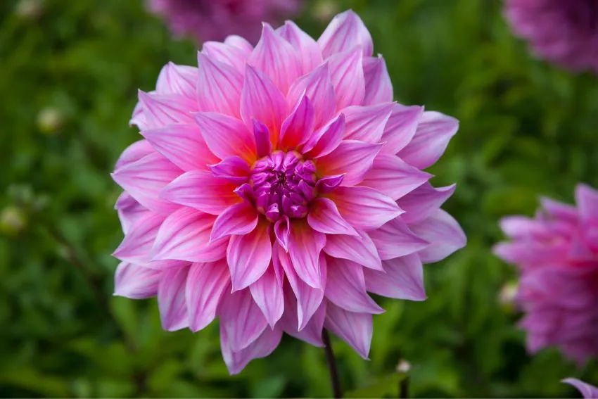 Daalia - lilleistikute e-pood