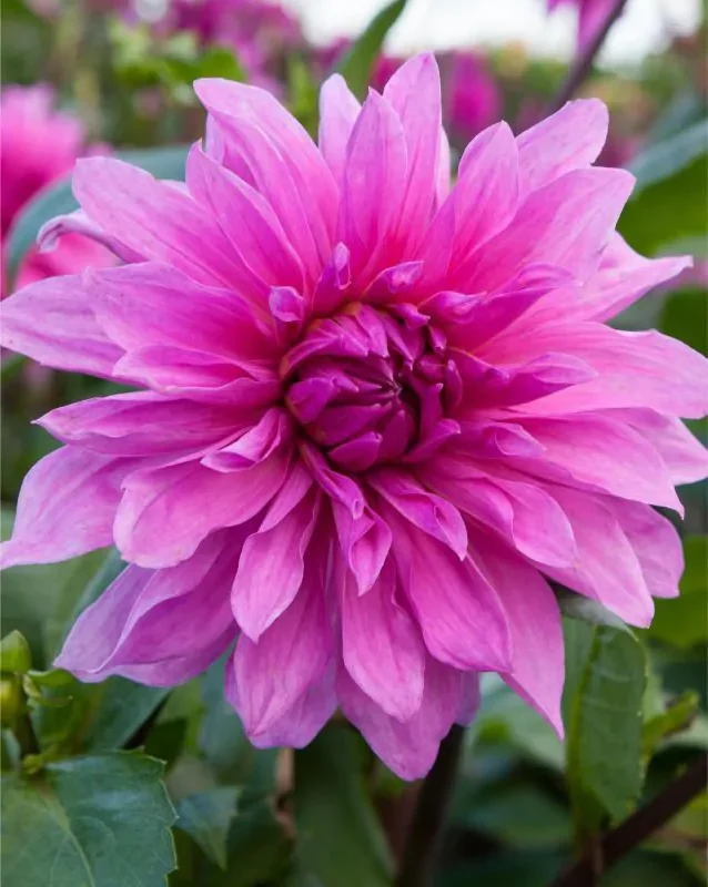 Daalia - lilleistikute e-pood