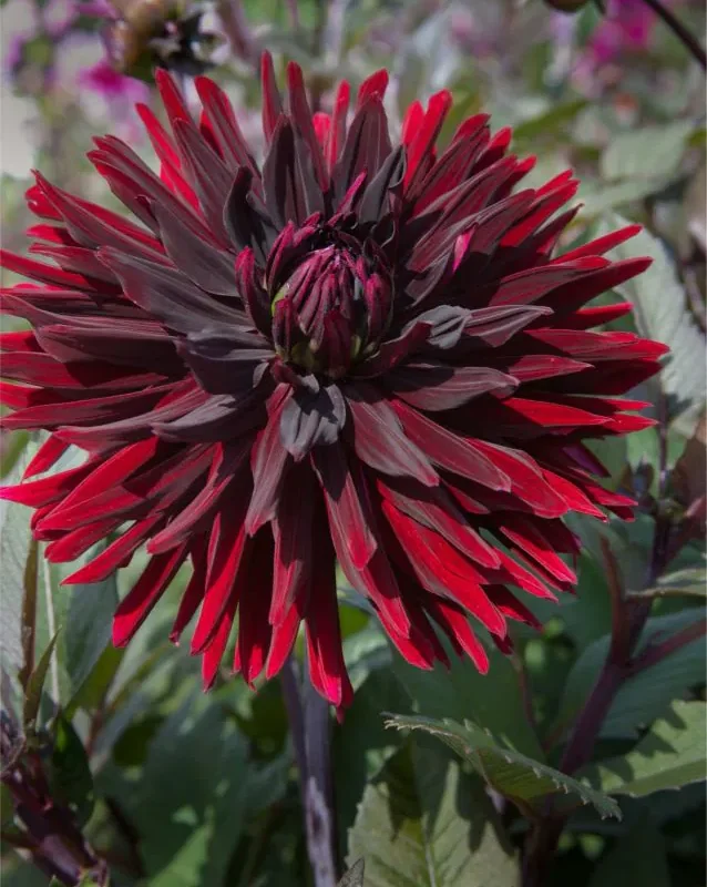 Daalia "Black Jack" 1 tk