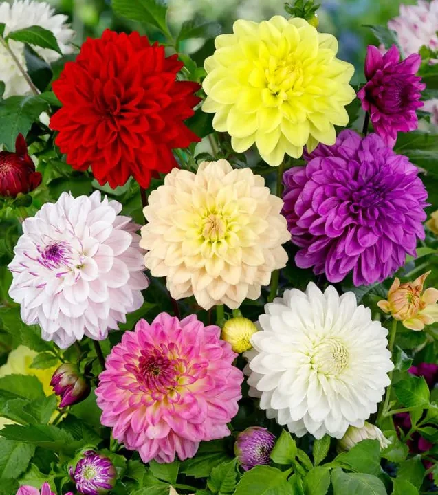 Daalia - lilleistikute e-pood