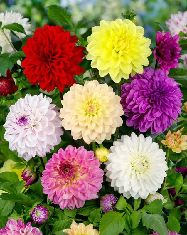 Daalia - lilleistikute e-pood