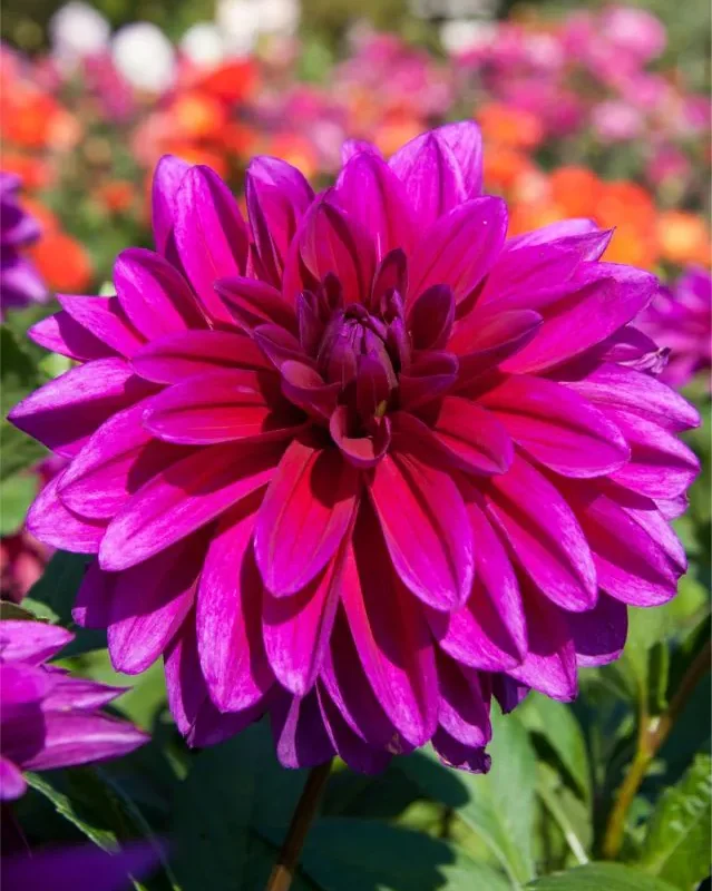 Daalia istikute tellimine e pood