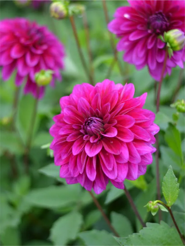 Daalia istikute tellimine e pood