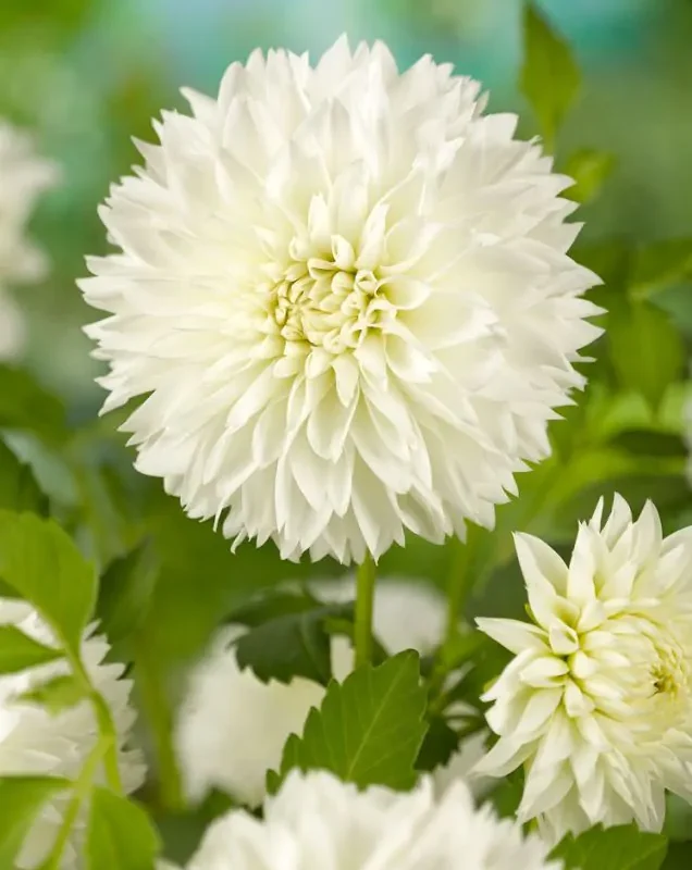 Daalia istikute tellimine e pood