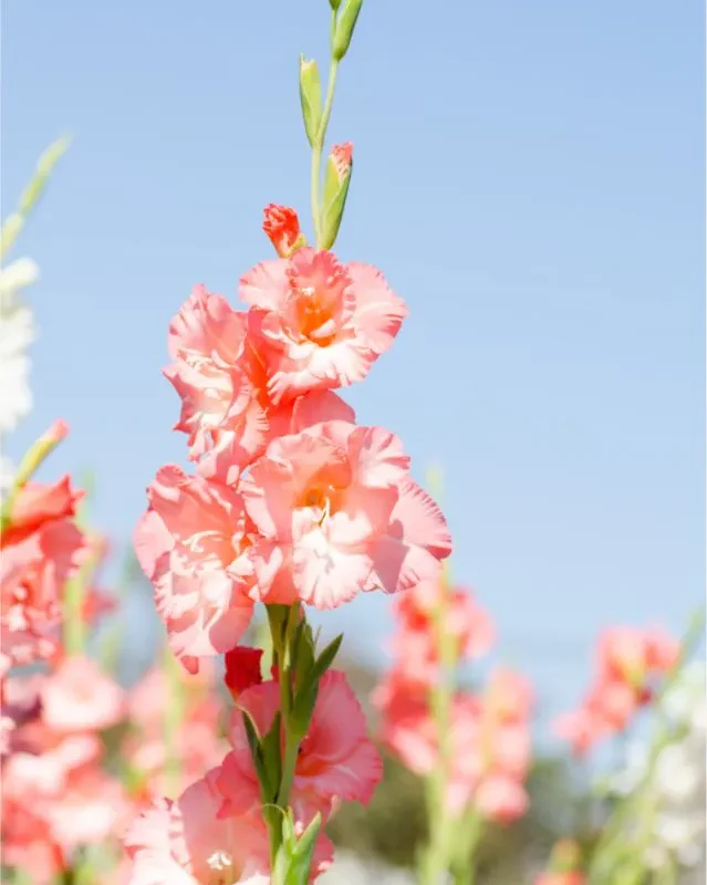 Gladiool "Oasis" pakendis 5 tk