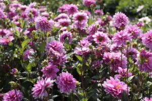 Daalia istikute tellimine e pood