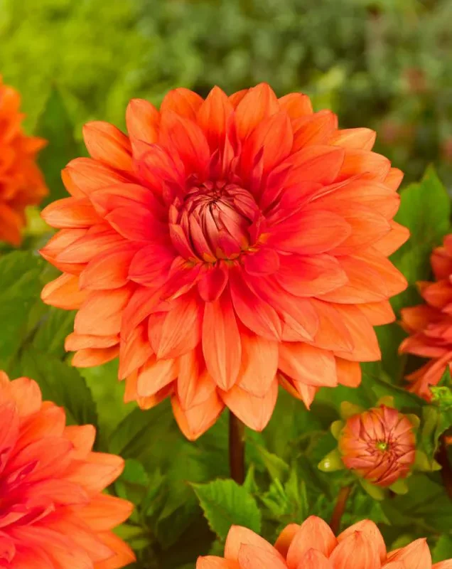 Daalia istikute tellimine