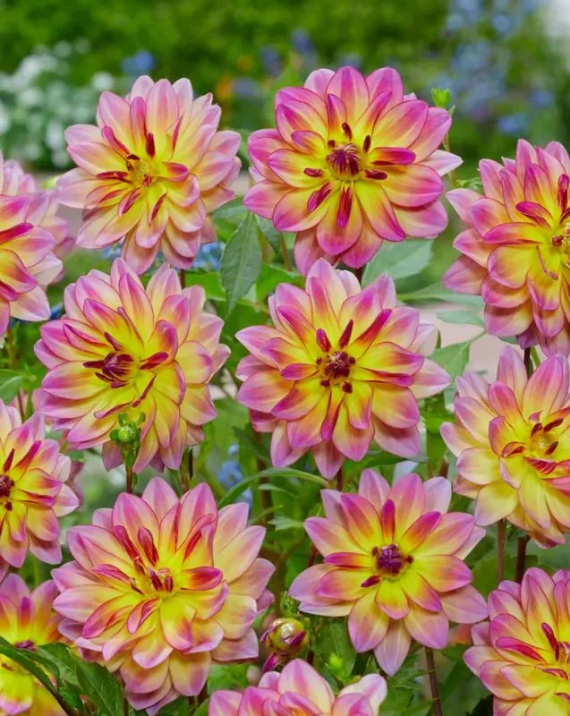 Daalia istikute tellimine e pood