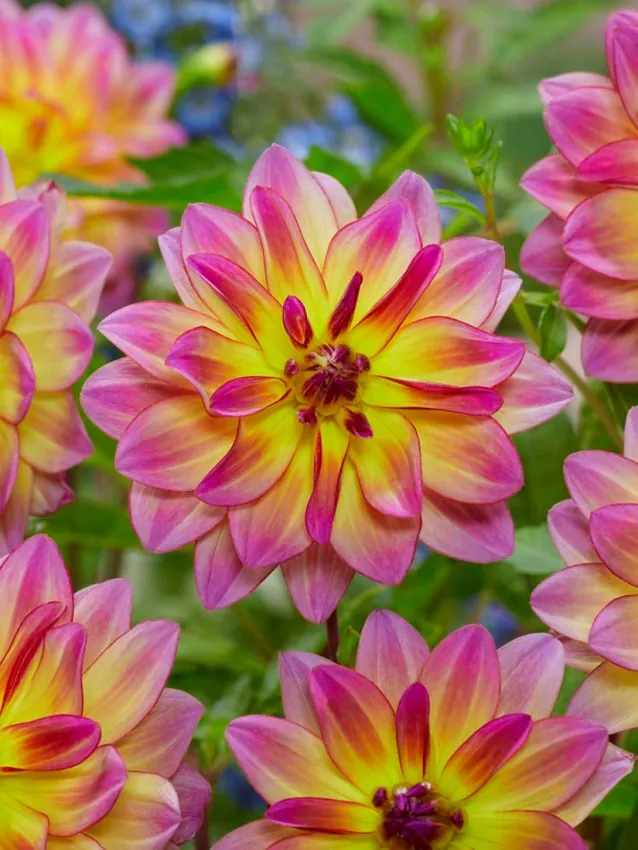 Daalia istikute tellimine e pood