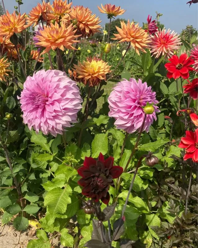 Daalia "Picking garden mix" 3 tk