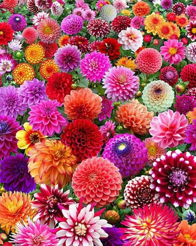 Daalia "Surprise mix" 3 tk