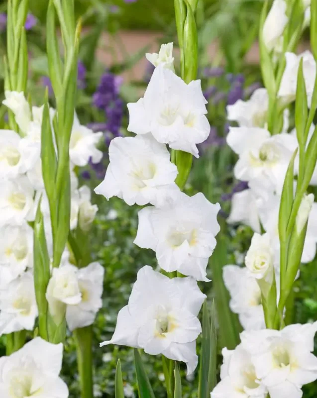 Gladiool müük Eesti