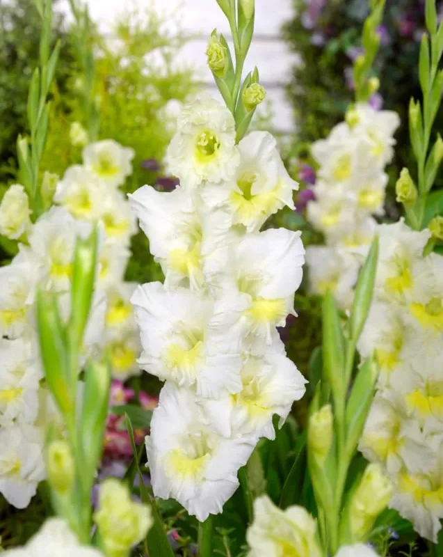 Gladiool müük Eesti