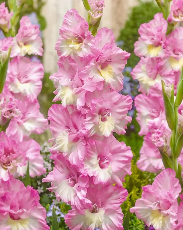 Gladiool müük Eesti