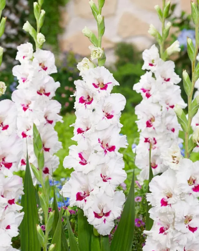 Gladioolide kasvatamine