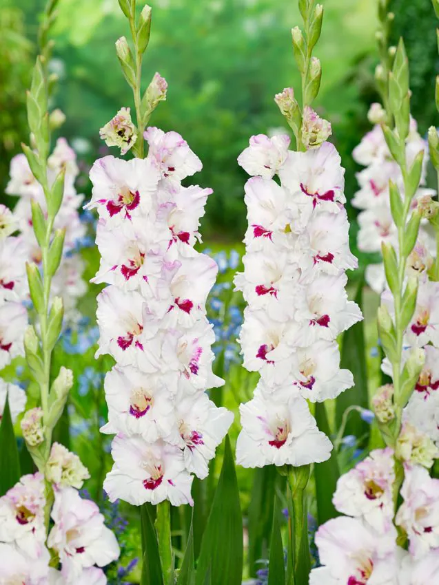 Gladioolide kasvatamine