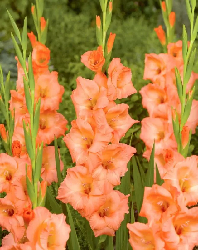 Gladioolide kasvatamine