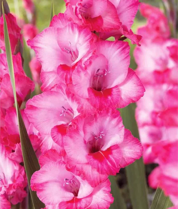 Gladioolide kasvatamine