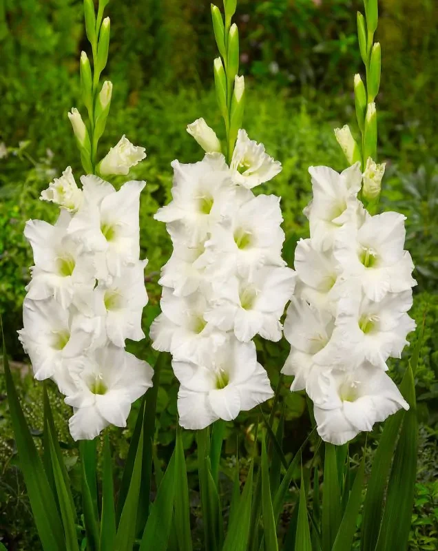 Gladioolide kasvatamine