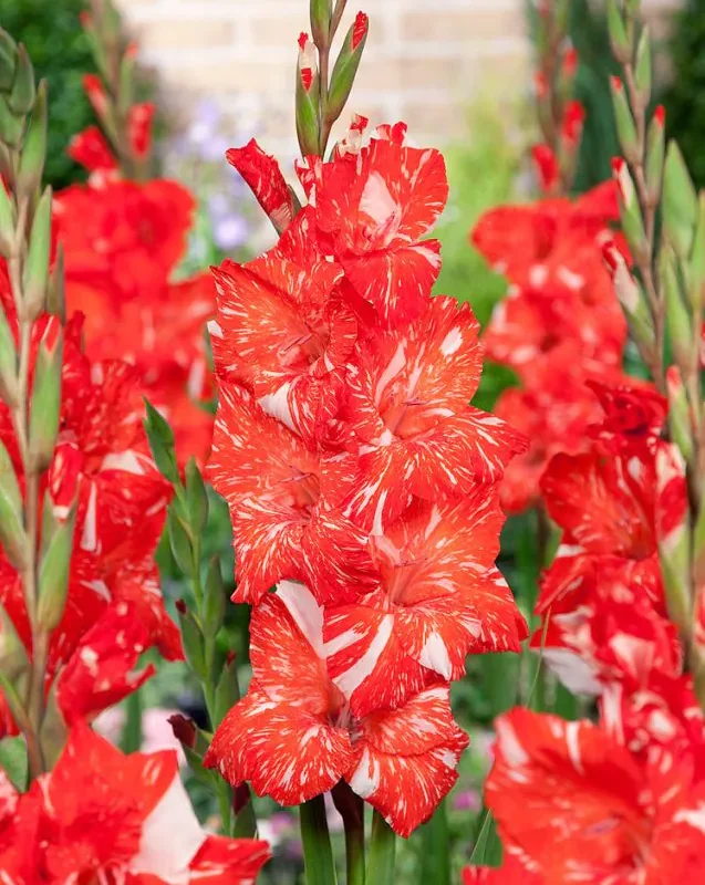 Gladioolisibulate müük e pood